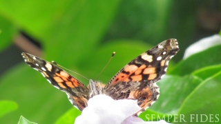 Mariposa (Lepidoptera) en diamelo