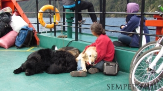Perros en transbordador Puerto Fuy
